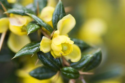 Berberys GRUCZOŁKOWATY