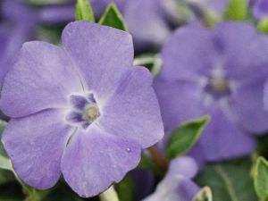 Barwinek Pospolity RALPH SHUGERT