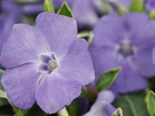 Barwinek Pospolity RALPH SHUGERT