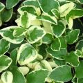 Barwinek WIĘKSZY VARIEGATA