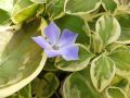 Barwinek WIĘKSZY VARIEGATA
