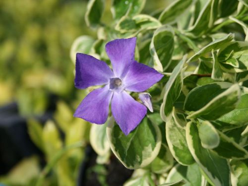 Barwinek WIĘKSZY VARIEGATA