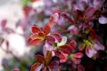Berberys ATROPURPUREA NANA