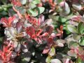 Berberys ATROPURPUREA NANA