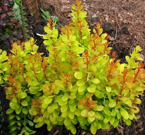 Berberys Thunberga GOLDEN CARPET