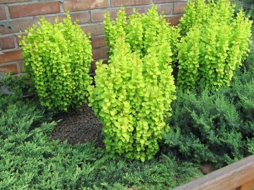Berberys Thunberga GOLDEN TOWER