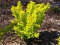 Berberys Thunberga GOLDEN TOWER