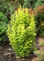 Berberys Thunberga GOLDEN TOWER