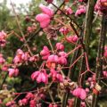 Berberis 'Indian Summer'