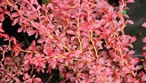 Berberys Thunberga ORANGE DREAM