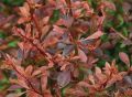 Berberys Thunberga ORANGE DREAM