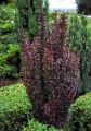 Berberys Thunberga RED ROCKET