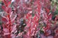 Berberys Thunberga RED ROCKET