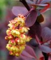Berberys Thunberga RED ROCKET