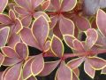 Berberys Thunberga GOLDEN RING
