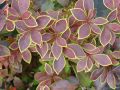 Berberys Thunberga GOLDEN RING