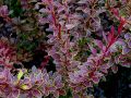 Berberys Thunberga GOLDEN RING