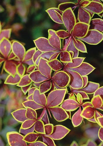 Berberys Thunberga GOLDEN RING