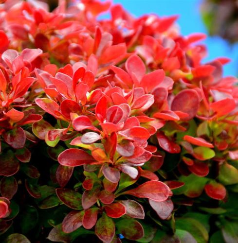 Berberys Thunberga ORANGE ICE