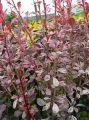 Berberys thunberga ROSE ROCKET