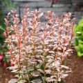 Berberys thunberga ROSE ROCKET
