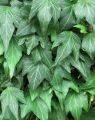Bluszcz Pospolity GREEN RIPPLE
