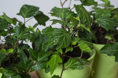 Bluszcz Pospolity GREEN RIPPLE