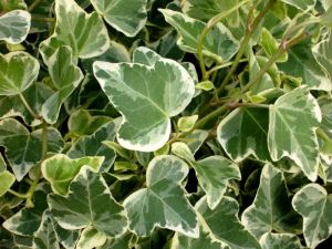 Bluszcz pospolity WONDER