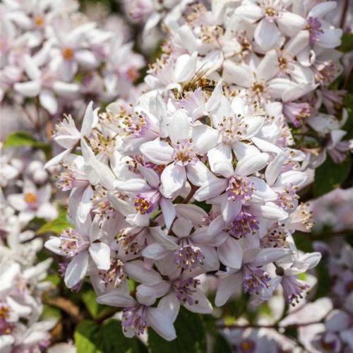 Żylistek mieszańcowy PINK POM POM