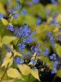 Brunnera DIANE'S GOLD