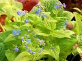 Brunnera DIANE'S GOLD