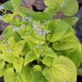 Brunnera DIANE'S GOLD
