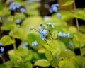 Brunnera DIANE'S GOLD