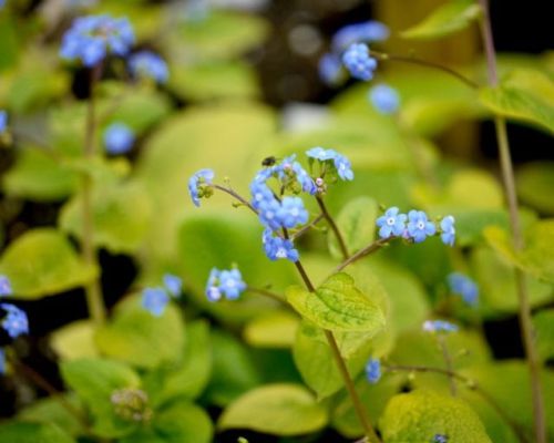 Brunnera DIANE'S GOLD