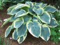 Funkia - HOSTA AMERICAN HALLO