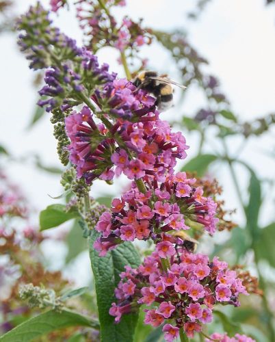 Budleja dwukolorowa róż+fiolet