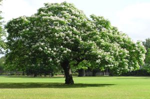 Catalpa VARIEGATA szczepiona