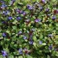 CERATOSTIGMA OŁOWNIKOWATA