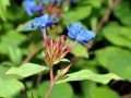 CERATOSTIGMA OŁOWNIKOWATA