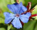 CERATOSTIGMA OŁOWNIKOWATA