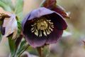 Ciemiernik Wschodni  CROWN DARK PURPLE