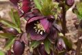 Ciemiernik Wschodni  CROWN DARK PURPLE