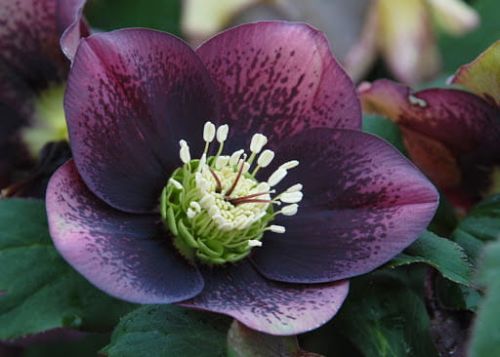 Ciemiernik Wschodni CROWN DARK PURPLE