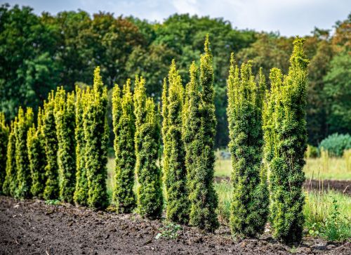 Cis kolumnowy FASTIGIATA AUREA