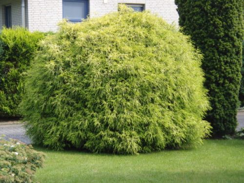 Cyprysik groszkowy NANA