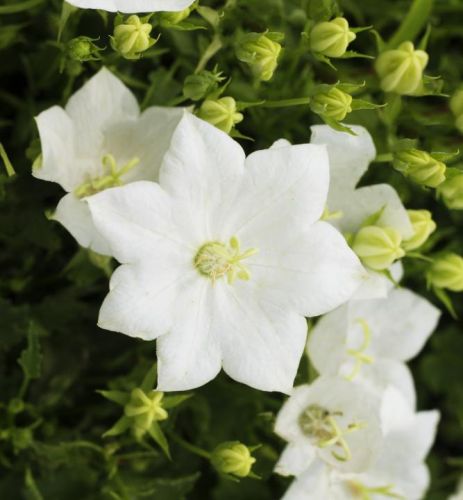 Dzwonek karpacki CARILLON WHITE