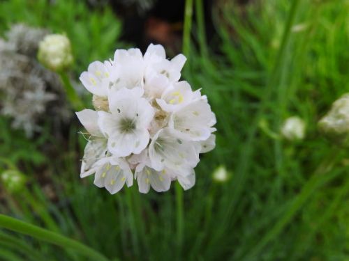 Zawciąg Nadmorski ALBA