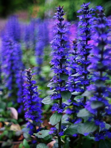 Dąbrówka Rozłogowa ATROPURPUREA