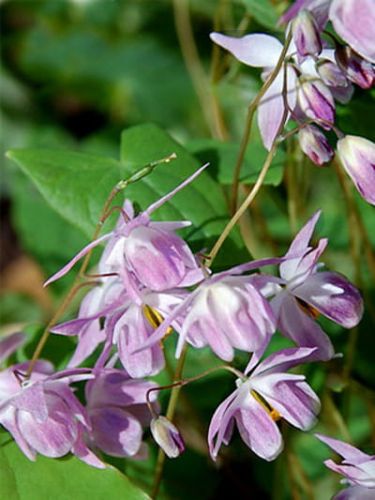 Epimedium Younga ROSEUM