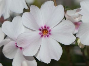 Floks Szydlasty AMAZING GRACE